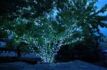Pure White 70 LED C6 Strawberry Mini Lights Commercial Grade on Green Wire