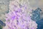 50 LED Purple LED Christmas Lights 11' Long on White Wire