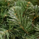 Detail of the Colorado Pine needles