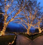 Commercial Grade Wide Angle 100 LED Warm White 50' Long on Brown Wire