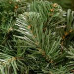 24" Lighted RGBWW Deluxe Colorado Pine Wreath