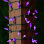 Coaxial Purple 70 LED C6 Strawberry Mini Lights Commercial Grade on Green Wire