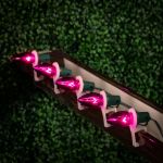 Pink Transparent C7 5 Watt Bulbs